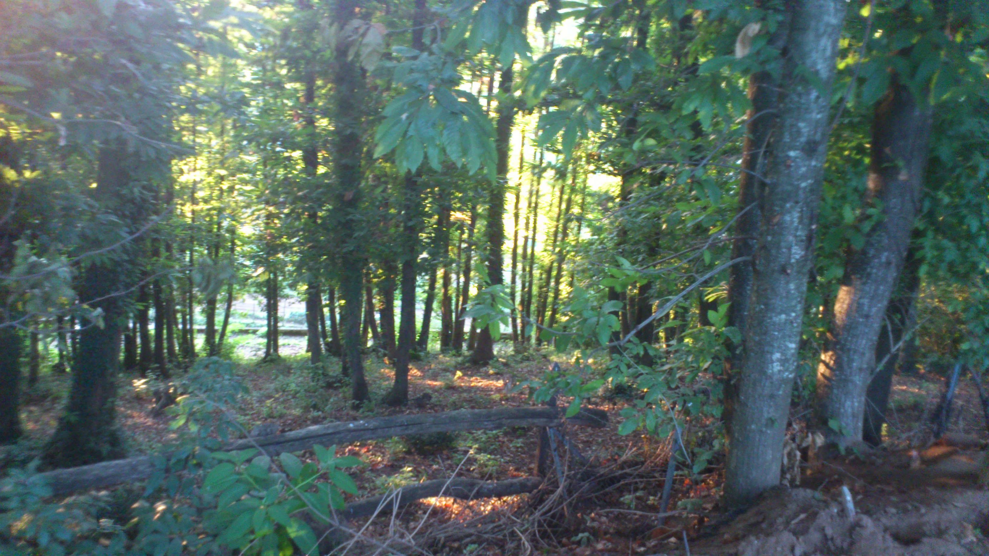 Bosco dentro la Struttura